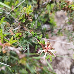 Calliandra eriophylla