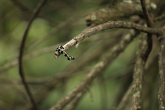 Acronyctodes mexicanaria