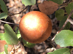 Andricus quercuscalifornicus