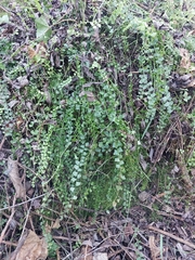 Asplenium flabellifolium