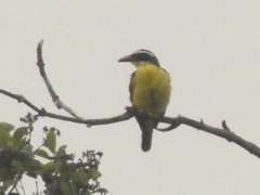 Megarynchus pitangua