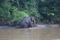 Elephas maximus borneensis