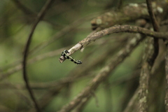 Acronyctodes mexicanaria