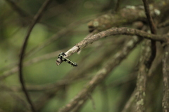 Acronyctodes mexicanaria