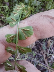 Asplenium flabellifolium