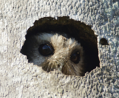 Margarobyas lawrencii