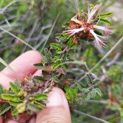 Calliandra eriophylla
