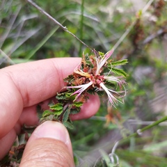 Calliandra eriophylla