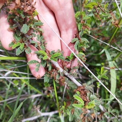 Calliandra eriophylla