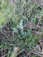Asplenium flabellifolium