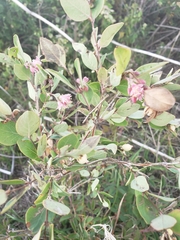 Symphoricarpos occidentalis