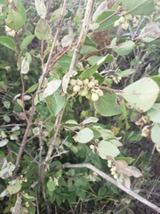 Symphoricarpos occidentalis