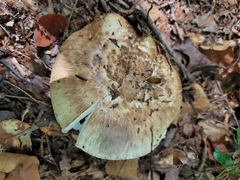 Tricholoma caligatum