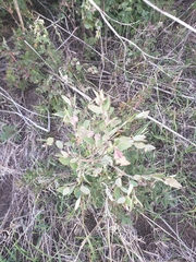 Symphoricarpos occidentalis