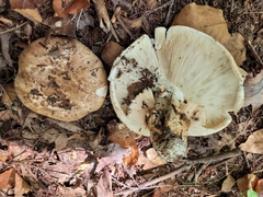 Tricholoma caligatum