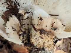 Tricholoma caligatum
