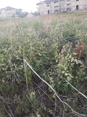 Symphoricarpos occidentalis