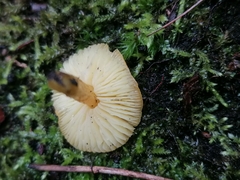 Hygrocybe ceracea