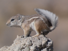 Ammospermophilus leucurus