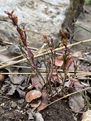Polygonum douglasii
