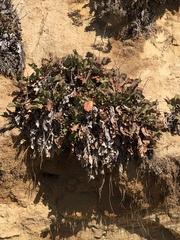 Limonium perezii