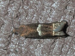 Eucosma parmatana