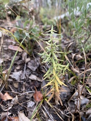 Galium boreale
