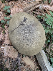 Caloboletus conifericola