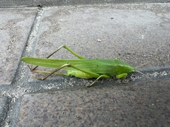 Neoconocephalus
