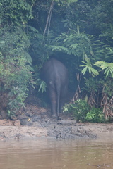 Elephas maximus borneensis