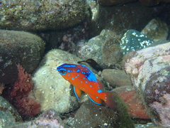 Hypsypops rubicundus