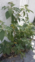 Solanum erianthum