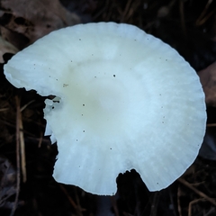 Cuphophyllus virgineus