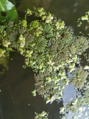 Azolla