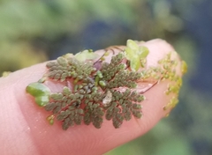 Azolla