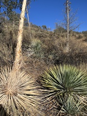 Asparagaceae