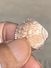 Dallocardia quadragenaria