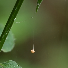 Theridiosoma