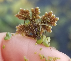 Azolla