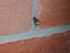 Lacinipolia olivacea