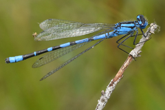 Enallagma annexum