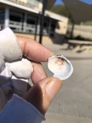 Dallocardia quadragenaria