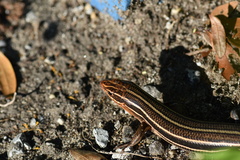 Plestiodon inexpectatus