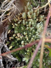 Selaginella densa