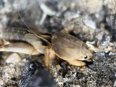 Neoscapteriscus