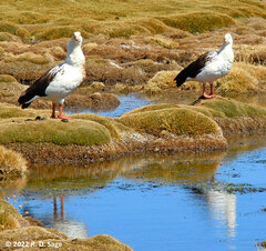 Oressochen melanopterus
