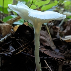 Cuphophyllus virgineus