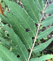 Stigmella intermedia