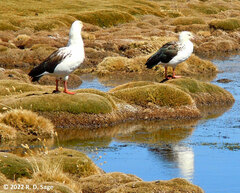 Oressochen melanopterus