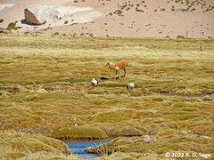 Oressochen melanopterus